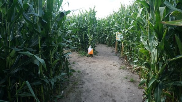 Maislabyrinth Orientierungslauf 2