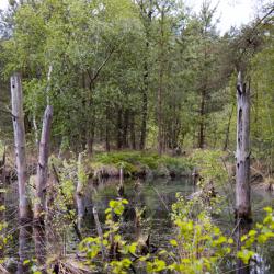 Das Erleben von Natur und Geschichte im Tister Bauernmoor